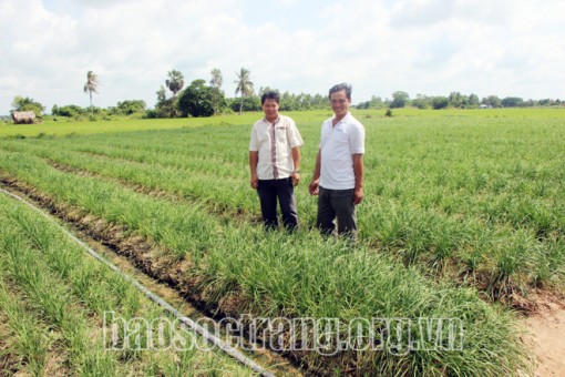 Hẹ bông - Cây màu giúp dân thoát nghèo bền vững ở vùng đất Tham Đôn