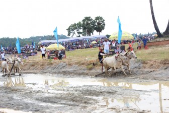 An Giang không tổ chức Hội đua bò Bảy Núi lần thứ 27 năm 2020