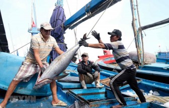 Tăng cường các giải pháp gỡ 'thẻ vàng' đối với thủy sản Việt Nam