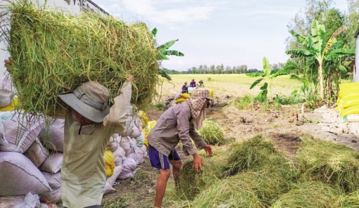 Thương lái đẩy mạnh thu mua rơm vụ lúa thu đông