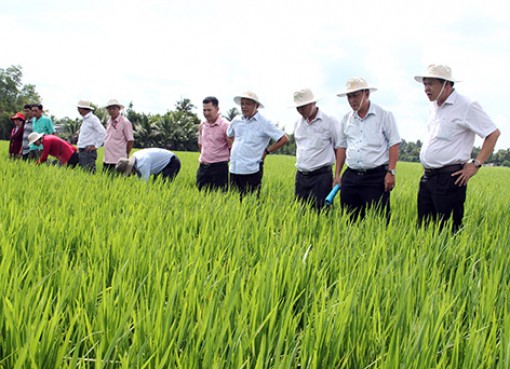 Nâng tầm gạo sạch Vị Thủy