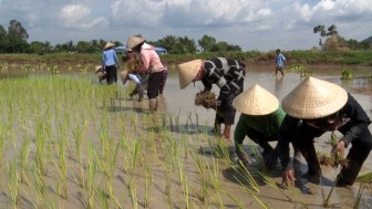 Gần 100 nông dân Khmer tham gia Ngày hội cấy lúa chùa Tà Pạ