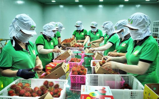 Gỡ khó cho các doanh nghiệp xuất khẩu trái cây sang Mỹ