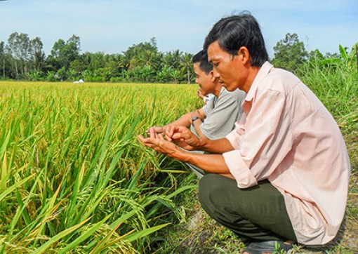 Giá lúa cao, nông dân đẩy mạnh sản xuất