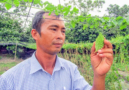 Hậu Giang: Tìm hướng đi mới từ giống khổ qua rừng