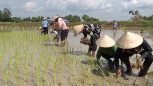 An Giang: Tiềm năng du lịch nông nghiệp Núi Tô