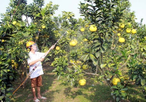 Sóc Trăng: Khai thác tiềm năng, thế mạnh diện tích cây ăn trái