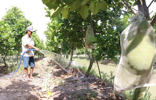 Nông dân Đồng Tháp thu lãi hơn 300 triệu đồng với mỗi ha mít Thái