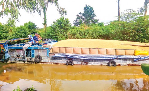 Cơ hội mới cho xuất khẩu gạo