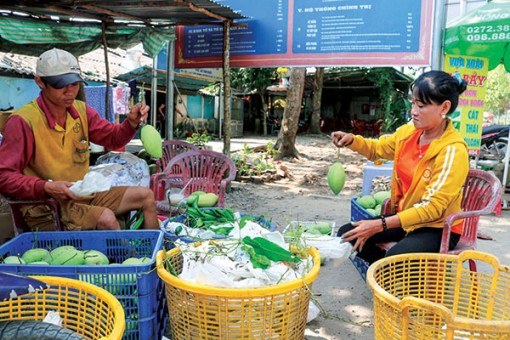 Nông dân trồng xoài phấn khởi vì giá tăng mạnh