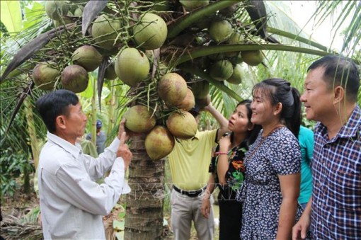 Giá dừa sáp Trà Vinh tăng cao