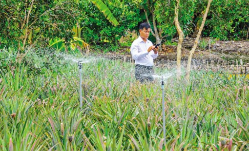 Nhà nông Hậu Giang "thích ứng" với nông nghiệp công nghệ số