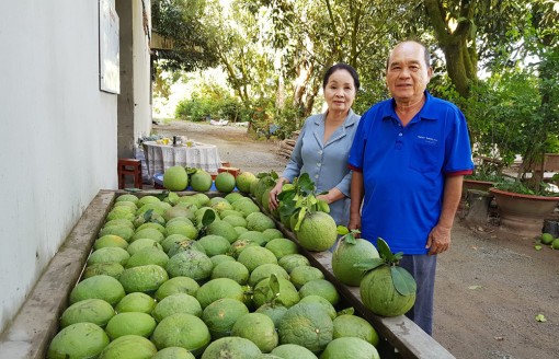 Vườn bưởi da xanh giữa đồng lúa