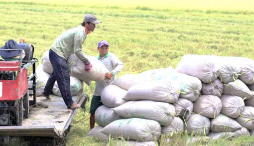 Long An: Khắc phục khó khăn, bảo đảm sản lượng lúa hàng năm