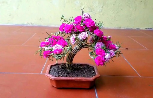 Độc đáo trào lưu trồng hoa mười giờ bonsai