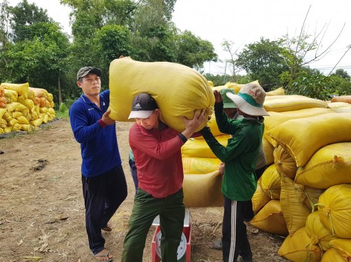 Mở rộng thị trường xuất khẩu gạo