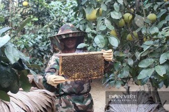 Hà Tĩnh: Tiết lộ "tuyệt kỹ công phu" thu lợi kép "giấu" trong vườn bưởi hơn 2.000 quả chín vàng