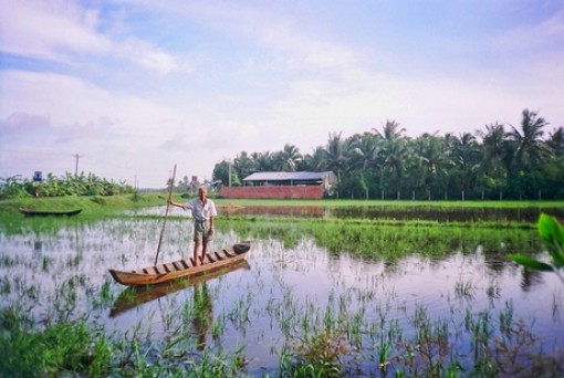 Lấy phù sa bồi bổ cho ruộng, vườn