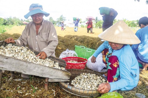 Mô hình trồng nấm rơm "chuyên nghiệp"