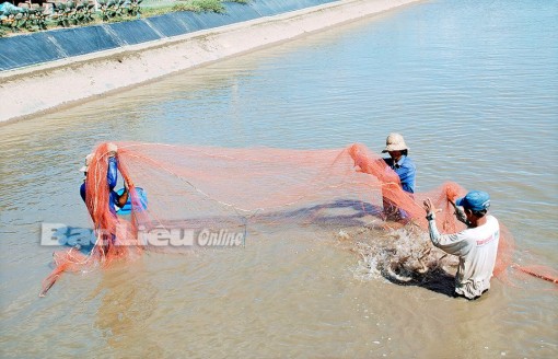 TP. Bạc Liêu: Phát triển nông nghiệp theo hướng toàn diện