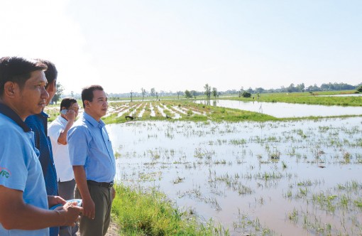 Phú Tân thực hiện chủ trương sản xuất nông nghiệp “2 năm, 5 vụ”