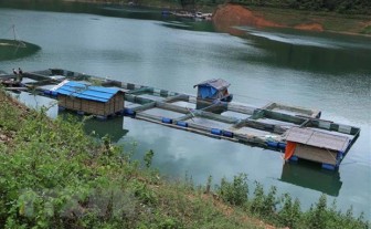 Lai Châu: Hướng đi mới từ nuôi cá lồng trên lòng hồ thủy điện
