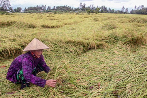 Mưa dầm ảnh hưởng sản xuất nông nghiệp