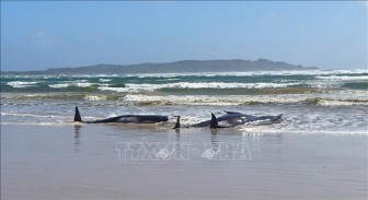 Số cá voi chết do bị mắc cạn ngoài khơi Australia tăng lên 90