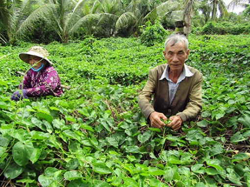 Hậu Giang: Ổn định cuộc sống nhờ trồng cây thiên lý