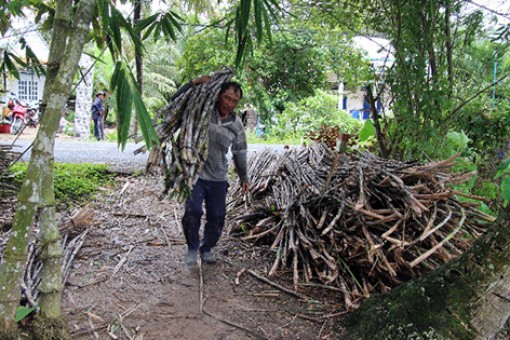 Sẵn sàng vào vụ mía mới