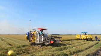 Phú Tân phấn đấu hoàn thành nhiệm vụ “Năm nông nghiệp”