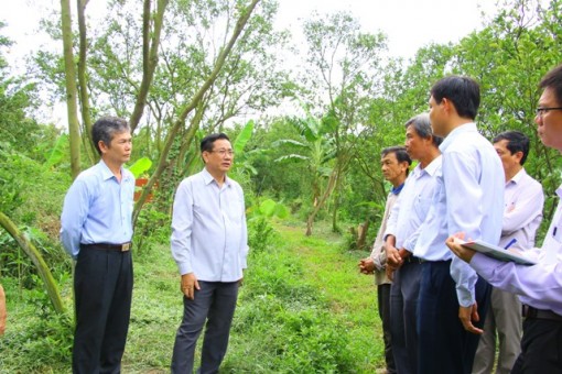 Lai Vung triển khai nhiều giải pháp sớm khôi phục diện tích cây quýt hồng