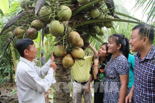 Trà Vinh khuyến khích mở rộng diện tích dừa hữu cơ