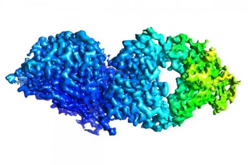 Xác định các kháng thể ngăn chặn nhiều chủng virus cúm B