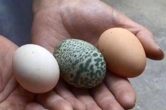 Kỳ lạ gà đẻ trứng màu xanh lá cây, hoa văn lốm đốm
