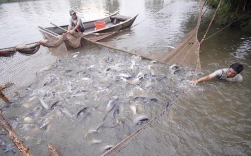 Đẩy mạnh tiêu thụ cá tra ở thị trường trong nước