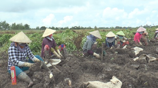 Khoai từ tăng giá, nông dân thu lãi khá