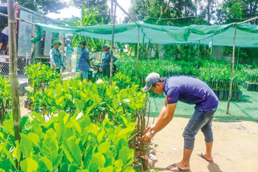 Nâng cao năng lực sản xuất, kinh doanh giống cây trồng