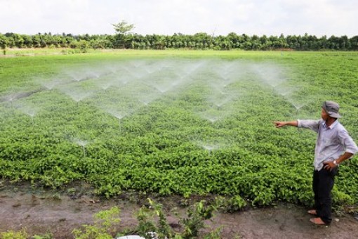 Tỉ phú rau diếp cá