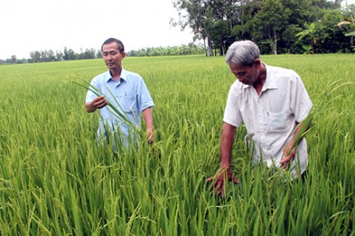 Sức bật từ nông nghiệp ở Hậu Giang