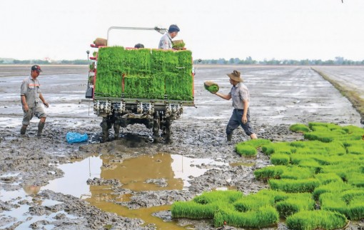 Dự án VnSAT: Giúp nông dân nâng cao hiệu quả sản xuất và thu nhập