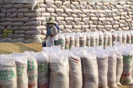 Đã mua đủ số lượng thóc, gạo dự trữ quốc gia