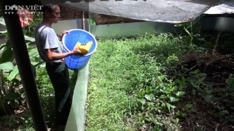 Đồng Nai: Tập tành nuôi loài rắn bơi giỏi, có móng sắc nhọn, lão nông bán giá 400.000 đồng/kg