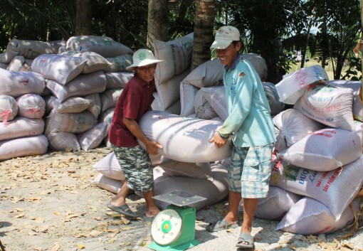 Lúa bán giá cao, nông dân phấn khởi