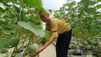 Hà Tĩnh: Bà nông dân U70 "chơi lớn" trồng dưa lưới công nghệ cao, hái trái nào lái khuân đi hết sạch