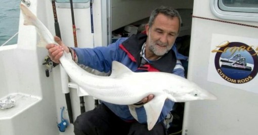 Lần đầu tiên cá mập bạch tạng xuất hiện ở Anh