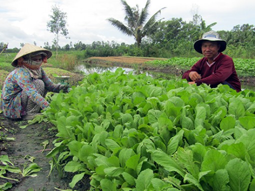 Cải thiện cuộc sống từ cây rau màu