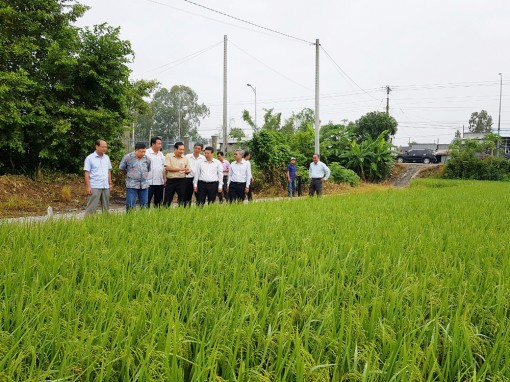 Bộ Nông nghiệp và Phát triển nông thôn thăm đồng ruộng An Giang