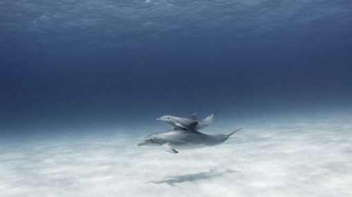 Sự thật bất ngờ cá heo mẹ 'hát' cho con nghe khi còn ở trong bụng