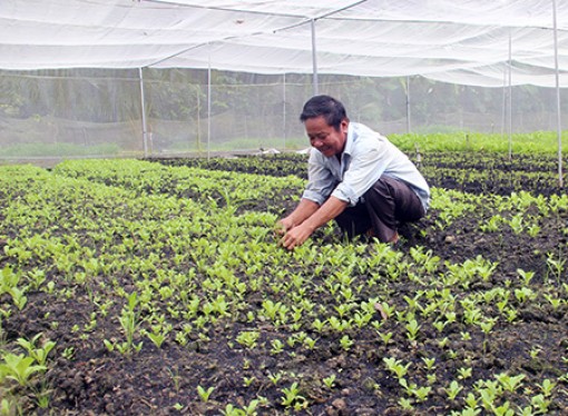 Diện tích trồng rau màu tăng mạnh